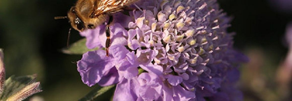 Biene auf lilaner Blüte