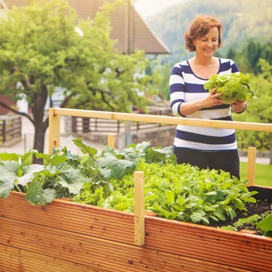 Person erntet Salat aus Hochbeet