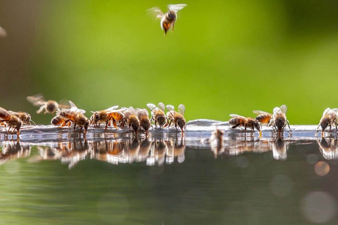 Bienentränke an der viele Bienen trinken