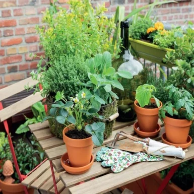 Balkongarten mit Kräutern, Erdbeeren und Gartenwerkzeug auf einem Tisch.