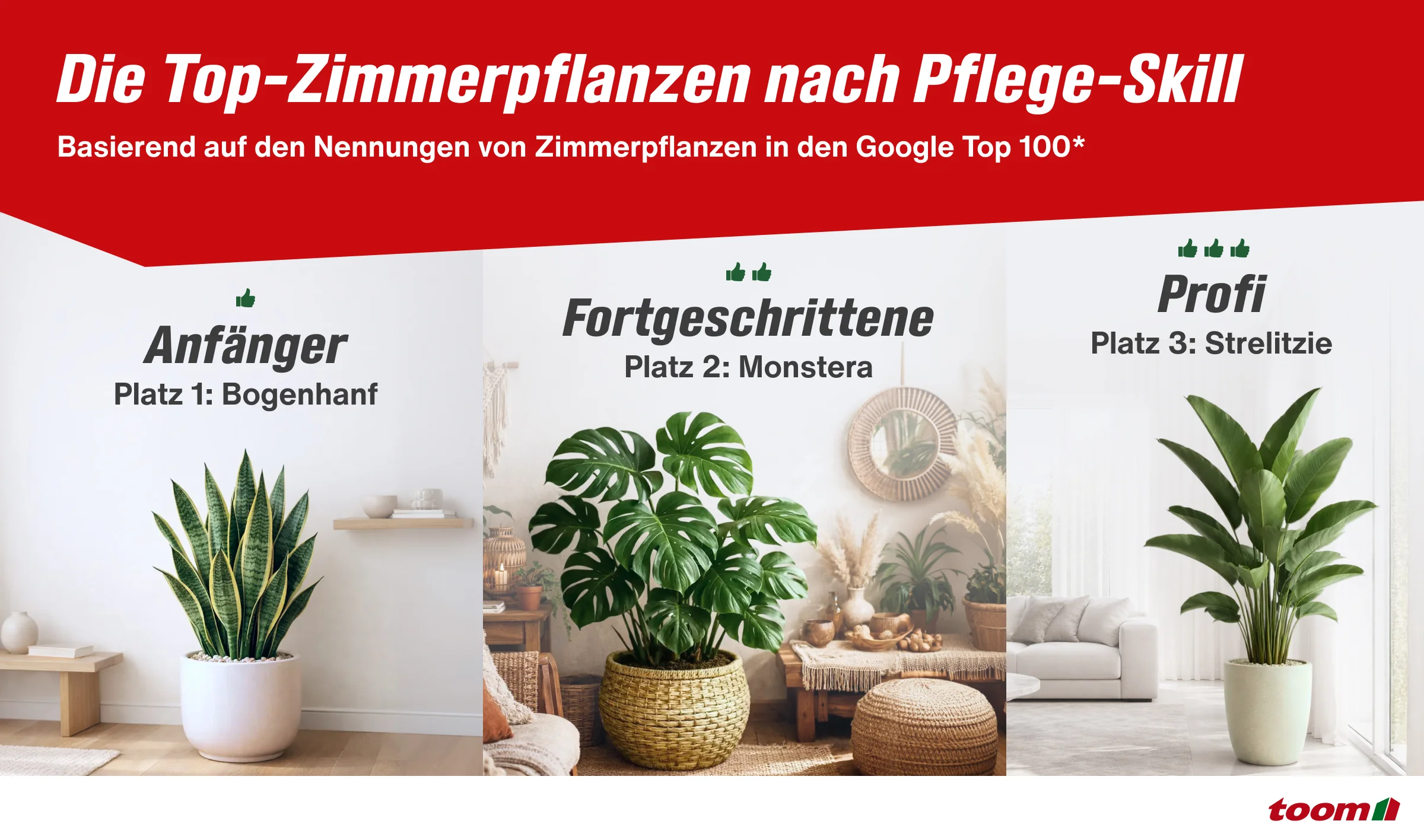Infografik der Top-Zimmerpflanzen nach Pflege-Skill - Bogenhanf, Monstera, Strelitzie