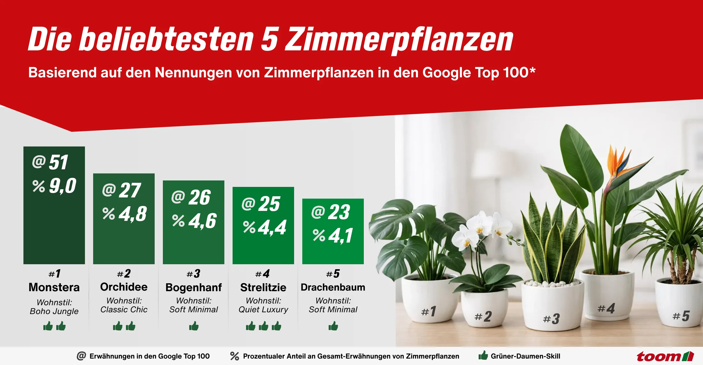 Infografik der beliebtesten 5 Zimmerpflanzen mit Balkendiagramm sowie Monstera, Orchidee, Bogenhanf, Strelitzie und Drachenbaum