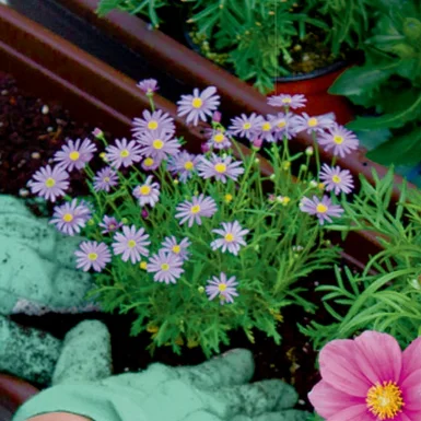 Person pflanzt lila Blumen