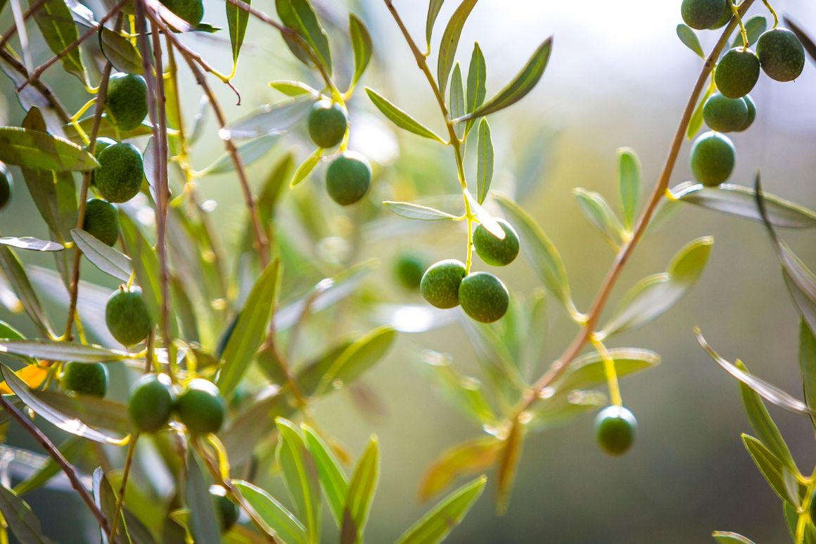 Grüner Olivenbaum mit Oliven